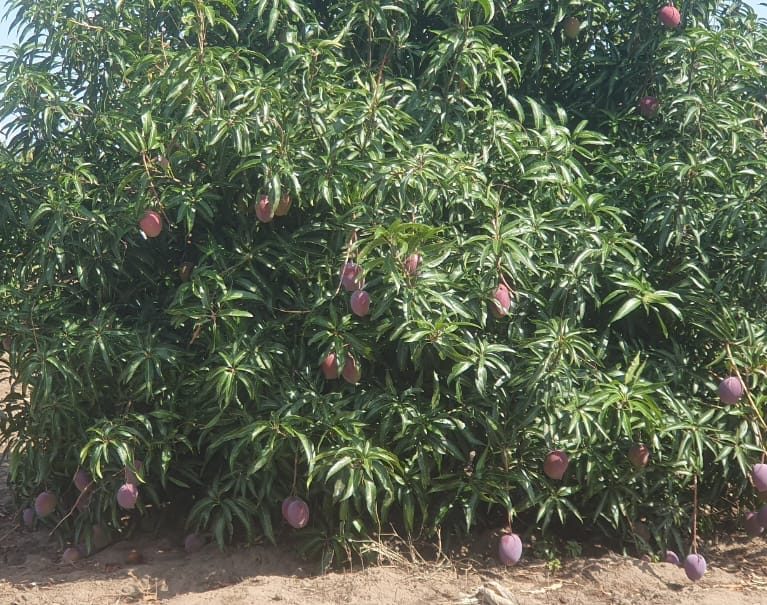 Explore the latest updates on Tanzania's agricultural advancements from July to September 2024. This edition…