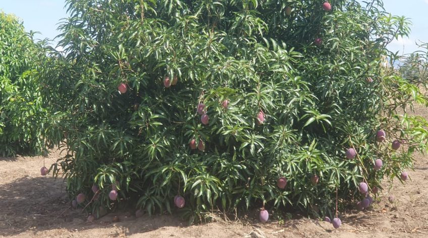Explore the latest updates on Tanzania's agricultural advancements from July to September 2024. This edition…