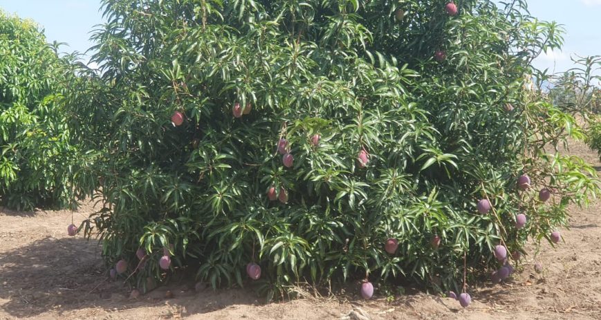  Sweet Opportunity: Tanzania’s Moment to Lead the Global Mango Market