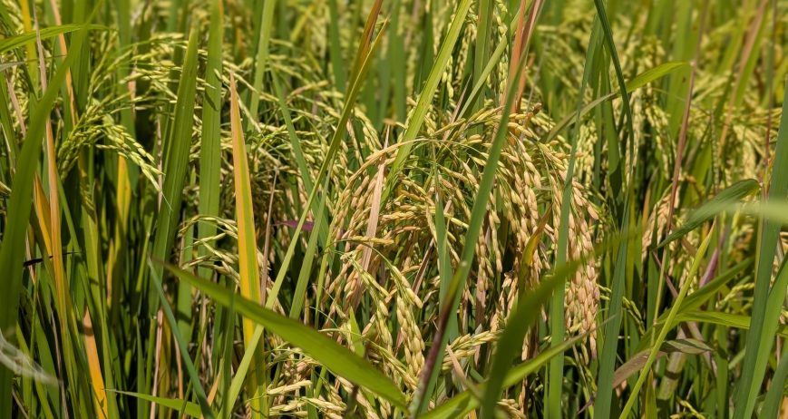 Cultivating organic vegetables through eco-friendly farming and mindful stewardship.
