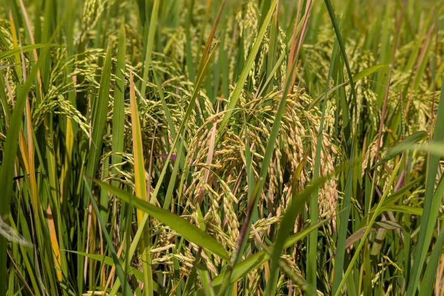 Cultivating organic vegetables through eco-friendly farming and mindful stewardship.
