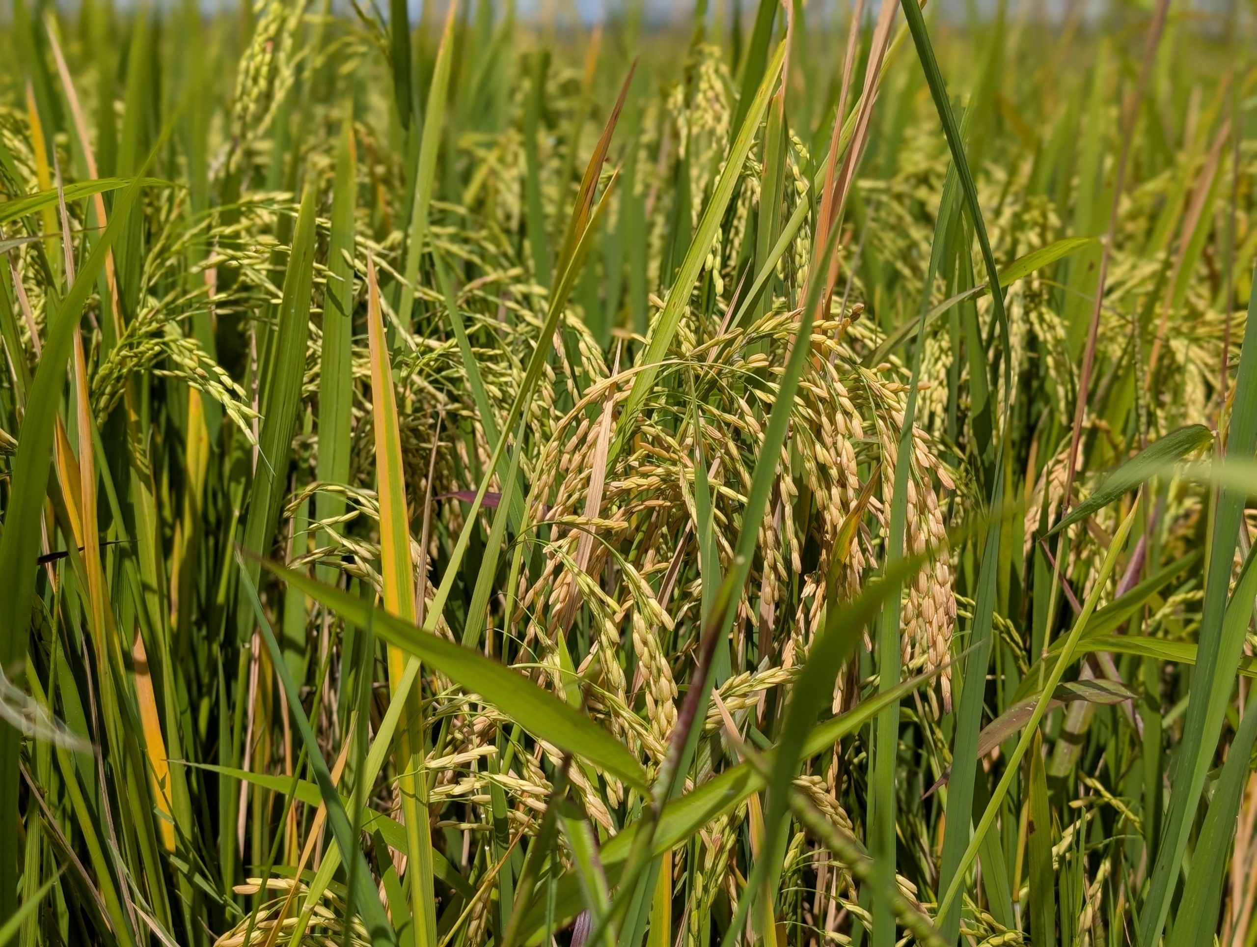 Cultivating organic vegetables through eco-friendly farming and mindful stewardship.