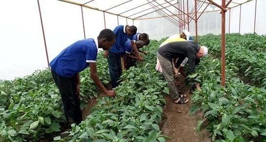 Cultivating organic vegetables through eco-friendly farming and mindful stewardship.