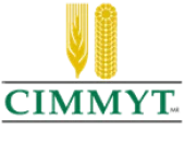CMMYT
